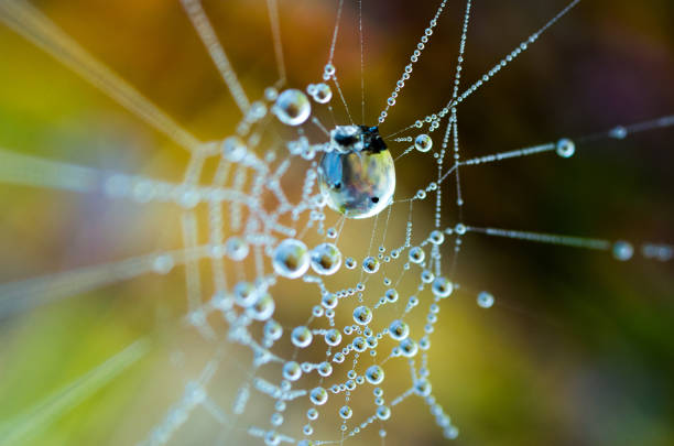 The dew on the web. Web in the background of bright grass. Macro photography of a web.