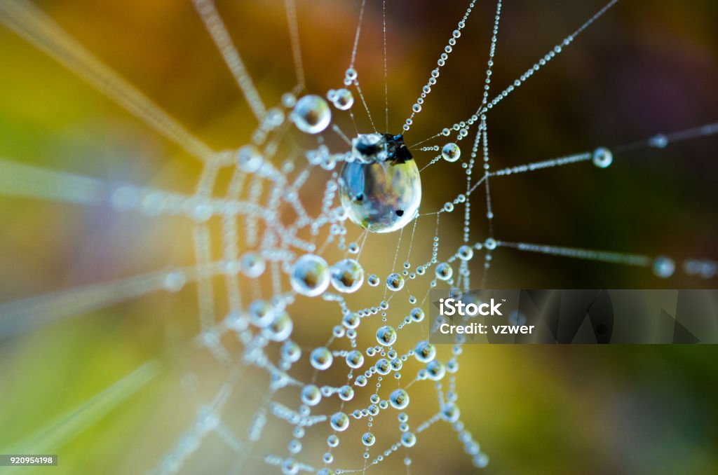 The dew on the web. Web in the background of bright grass. The dew on the web. Web in the background of bright grass. Macro photography of a web. Spider Web Stock Photo