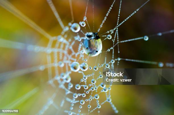 The Dew On The Web Web In The Background Of Bright Grass Stock Photo - Download Image Now