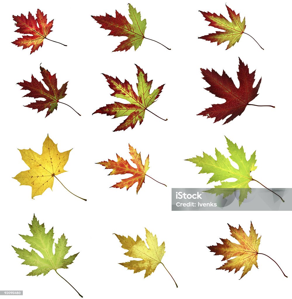 コレクションの秋のカエデの葉 12 - かえでの葉のロイヤリティフリーストックフォト