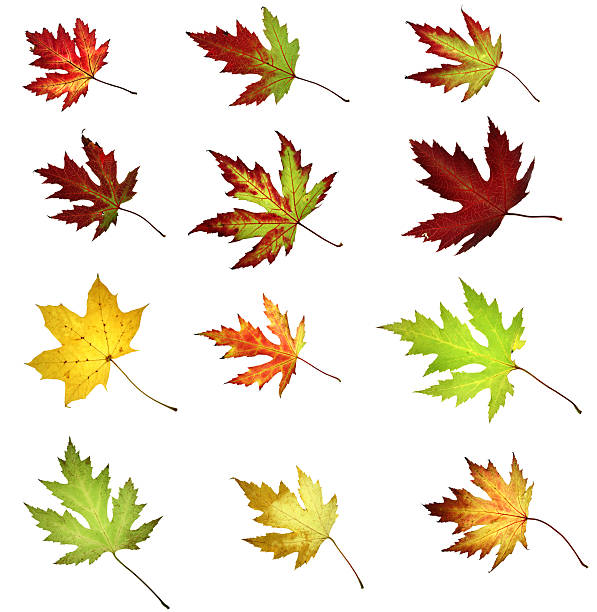 istock collection of autumnal maple leaves twelve 92095480