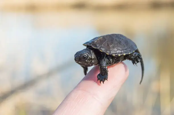 Tiny or small child of turtle is at tip of index finger with tiny shell, head and legs close up with blurry rear background of bank of river. European pond turtle or terrapin or Emys Orbicularis