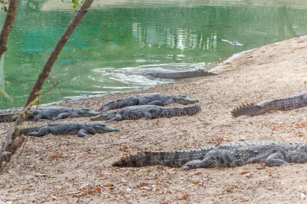 istock Group of ferocious crocodiles or alligators basking in sun 920957462