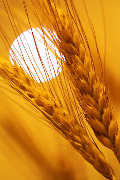 Ears of wheat stock photo