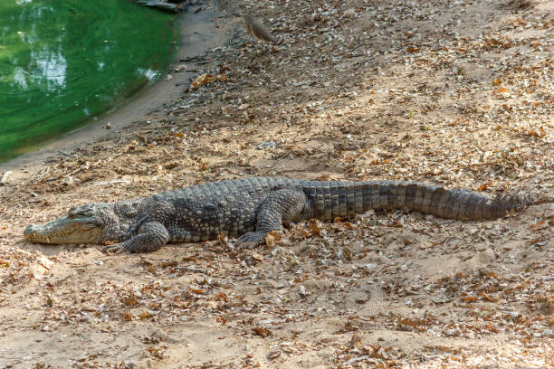 istock Group of ferocious crocodiles or alligators basking in sun 920957678