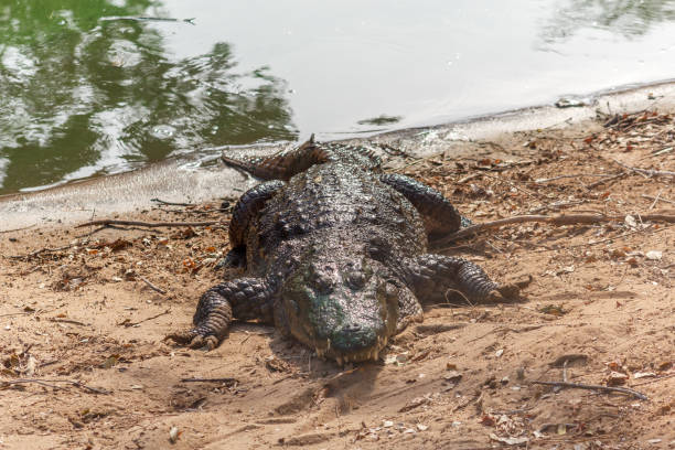 istock Group of ferocious crocodiles or alligators basking in sun 920957806