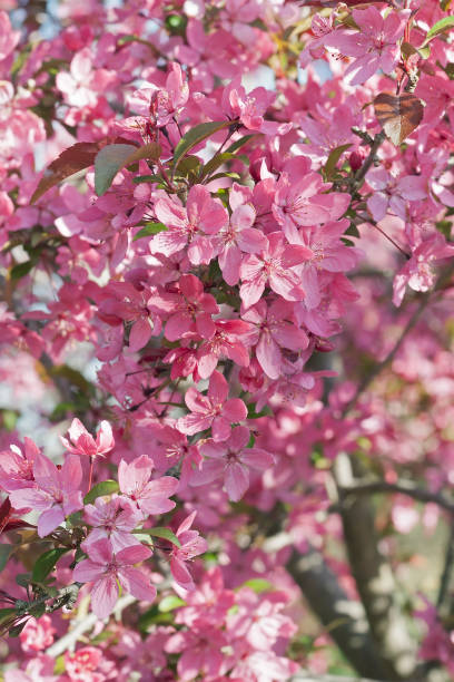 istock Prairifire flowering crabapple tree in blossom 920960930