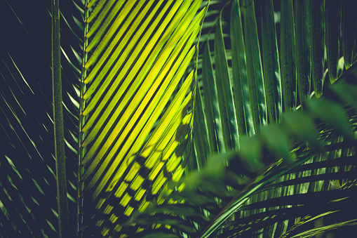 colorful shiny green palm leafs background.