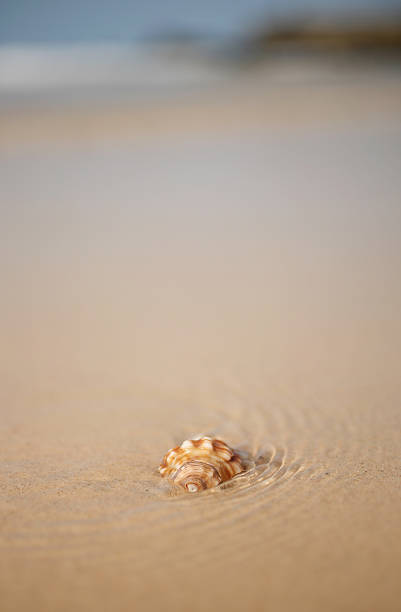 Shell on the Beach stock photo