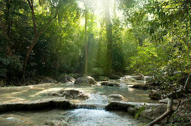 Sun shining onto a babbling brook in the forest