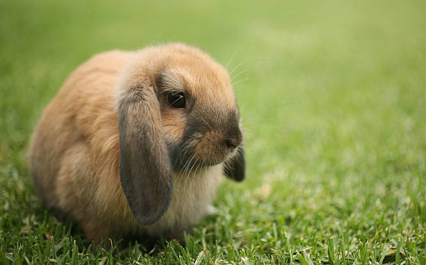 Rabbit on the Grass stock photo