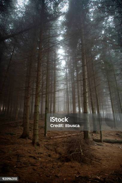 Bosque De Niebla 2 Foto de stock y más banco de imágenes de Boscaje - Boscaje, Bosque, Color - Tipo de imagen