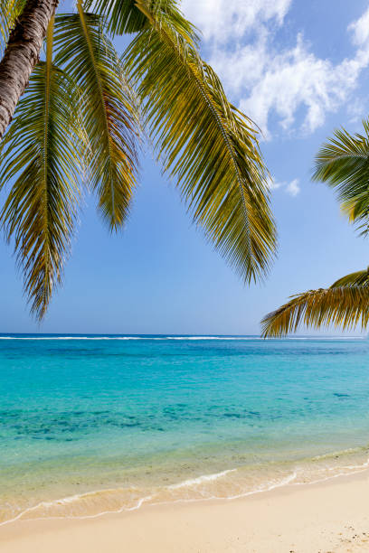 istock tropical beach with palm trees on mauritius island, africa 920967348