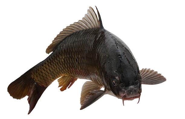 Fish  carp stock pictures, royalty-free photos & images