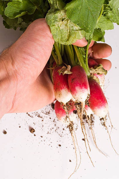 istock bunch of radishes 92096959