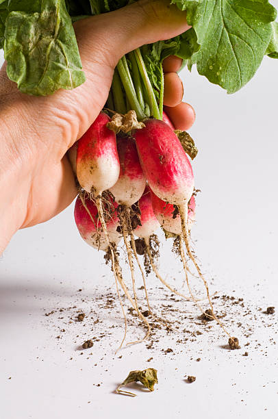 istock bunch of radishes 92096965