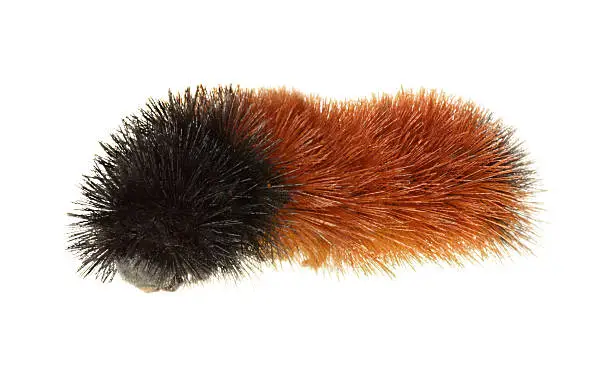 Photo of Wooly Bear