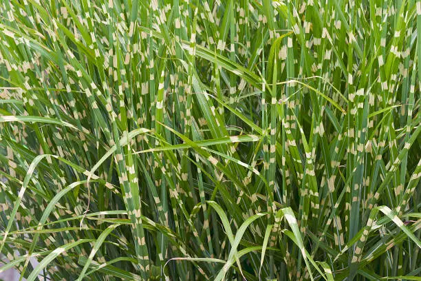 Porcupine grass (Miscanthus sinensis Strictus). Called Zebra grass also