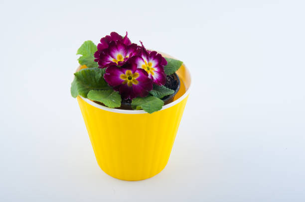 Purple primrose flower in yellow plastic pot isolated on white background