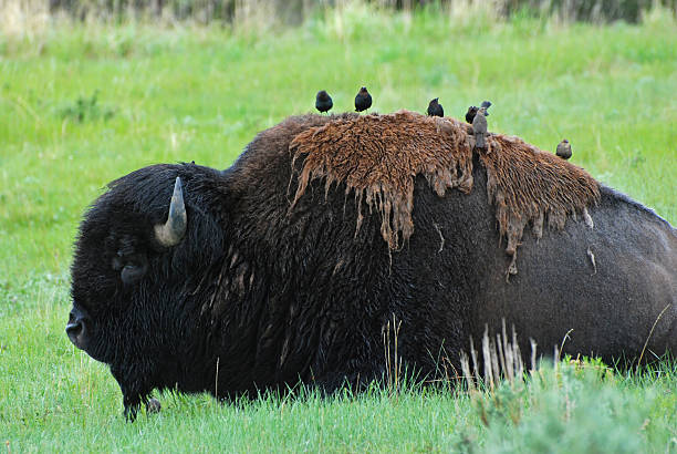 bison mit cowbirds - braunkopf kuhstärling stock-fotos und bilder
