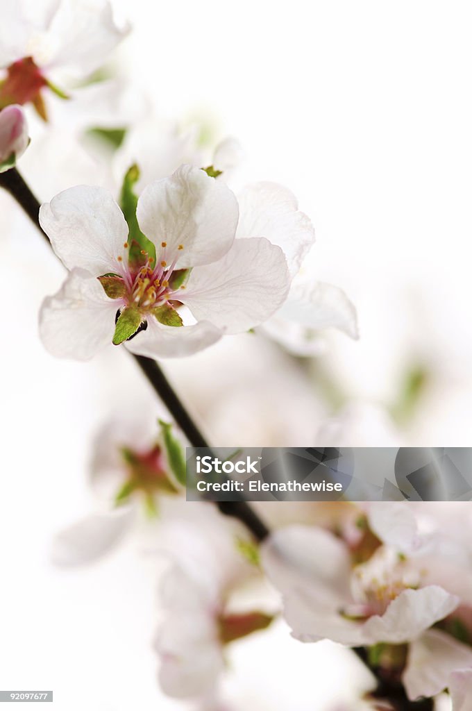 Rosa flor de cerezo - Foto de stock de Botánica libre de derechos