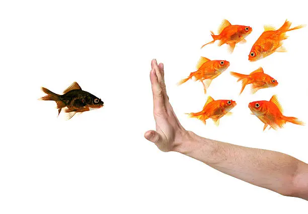 Photo of hand discriminating black goldfish