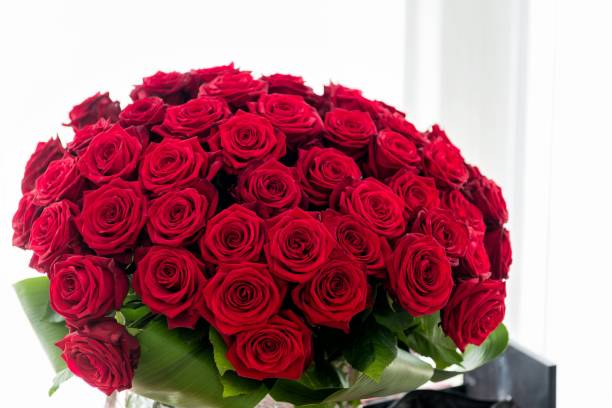 dúzias de rosas - dozen roses rose flower arrangement red - fotografias e filmes do acervo