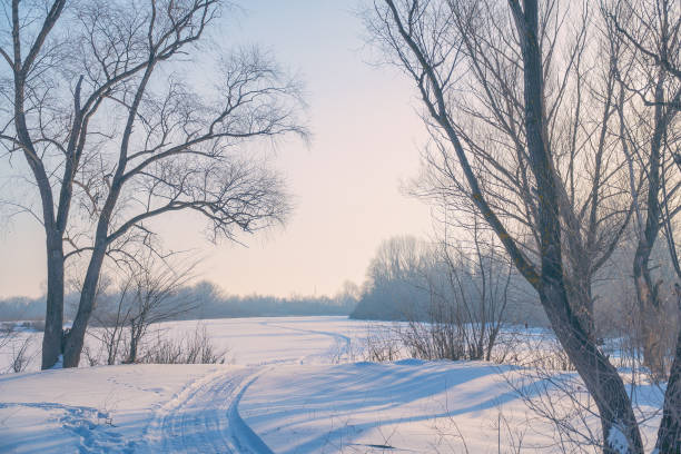 istock Frosty day in the woods on a forest glade 920979174