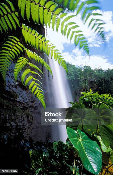 Venezuela - Fotografias de stock e mais imagens de Cascata - Cascata, Venezuela, Floresta pluvial