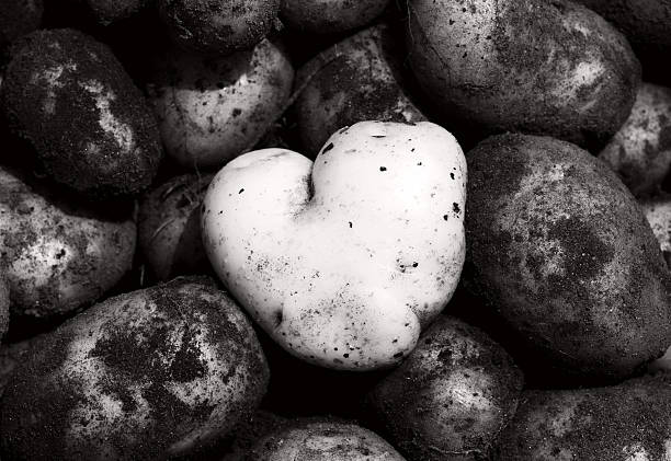 ハート型のすっきりしたジャガイモにダークなコントラストのお子様が汚れています。 - heart shape raw potato food individuality ストックフォトと画像