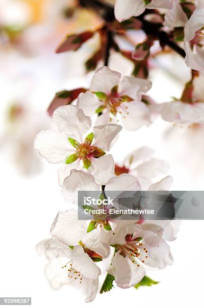 핑크 벚꽃 0명에 대한 스톡 사진 및 기타 이미지 - 0명, 4월, 고요한 장면