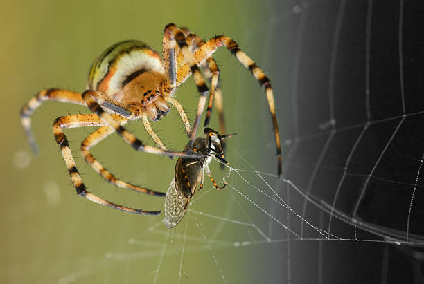 wasp spider with pray frontview - getingspindel bildbanksfoton och bilder