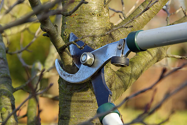 baum schneiden - baumschnitt stock-fotos und bilder