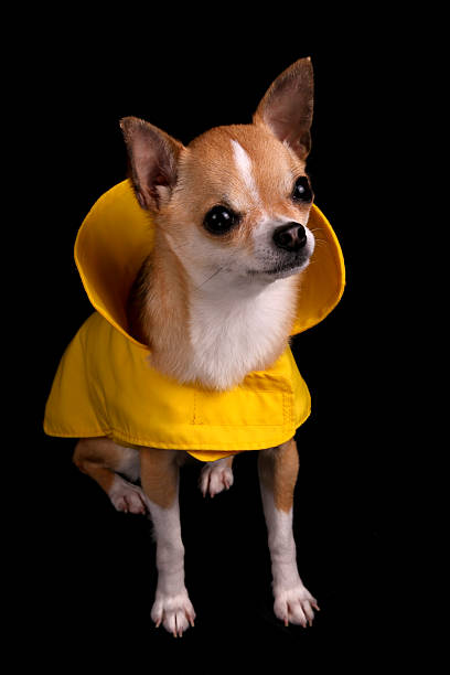 istock Chihuahua in a Raincoat 92098885