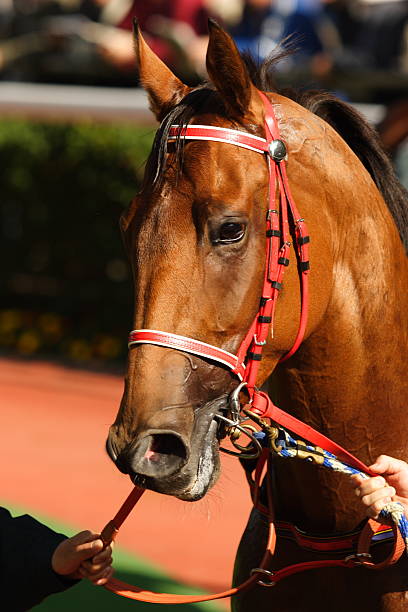 istock Close up of Horse head 92098907