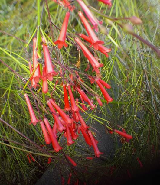 istock Red bell flower shrub, ornamental plant. 920989172