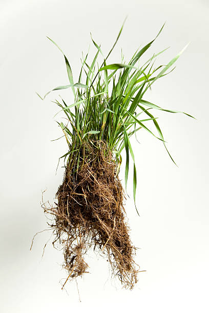 Grass Roots Stock Photo - Download Image Now - Root, Brown, Color
