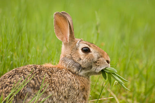 coniglio per nutrizione - wild rabbit foto e immagini stock