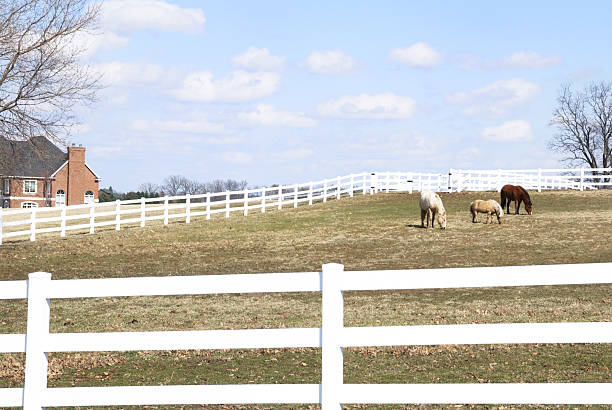 istock Horses in Pasture by Brick House 92099311