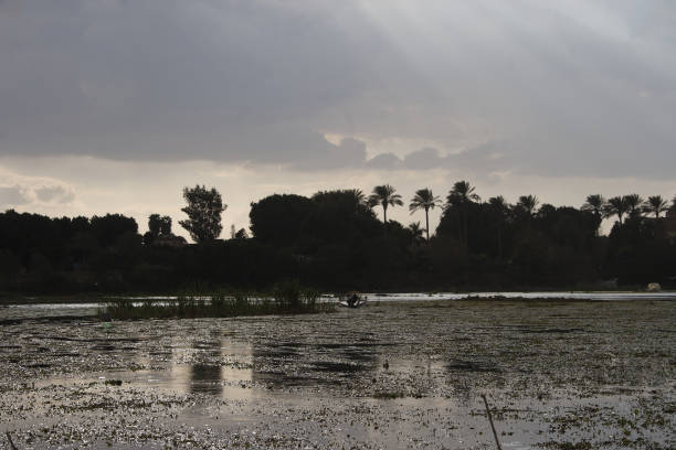 istock Nile flower on the surface of the nile 920993870