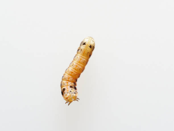 istock Brown and black worm or caterpillar isolated on white background 920993878