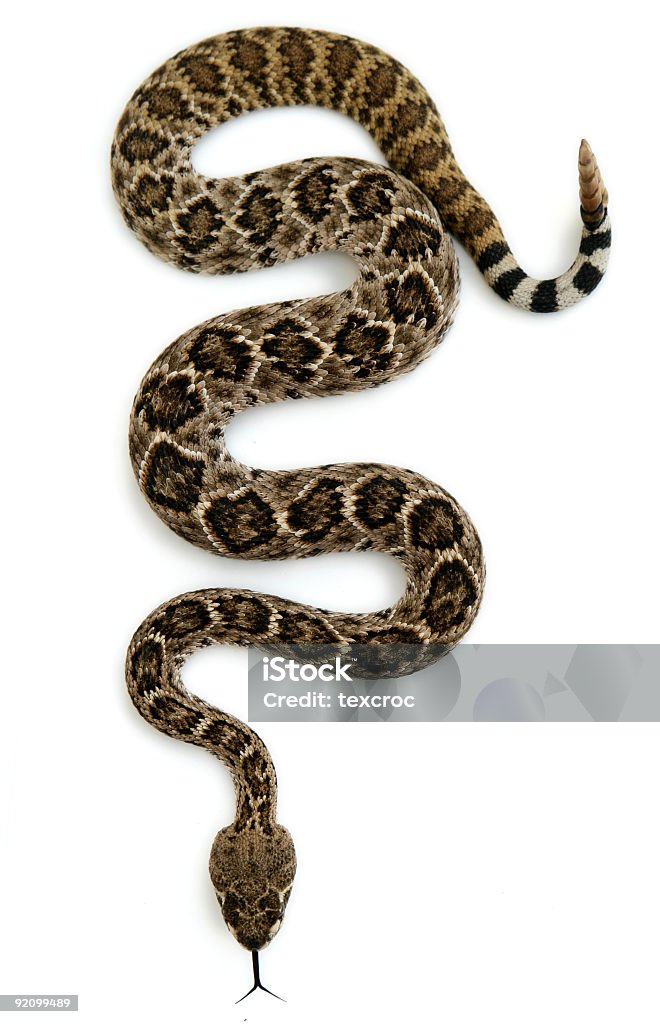 Serpiente de cascabel aislado - Foto de stock de Serpiente libre de derechos