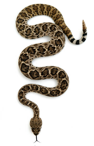 crotale isolé - serpent photos et images de collection