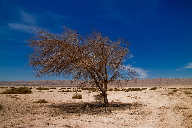 Lonely tree in Sinai desert , Egypt  egypt horizon over land sun shadow stock pictures, royalty-free photos & images