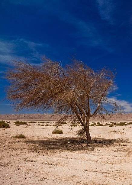 Lonely tree in Sinai desert , Egypt  egypt horizon over land sun shadow stock pictures, royalty-free photos & images