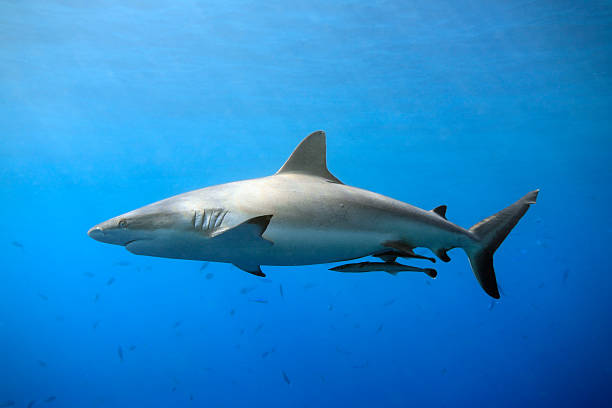 Close-up of the Grey Reef Shark in blue ocean a grey reef, or whaler shark swimming in shallow water with sunbeams and some small fish in the background. Two suckerfish are attached to the shark's belly pilot fish stock pictures, royalty-free photos & images