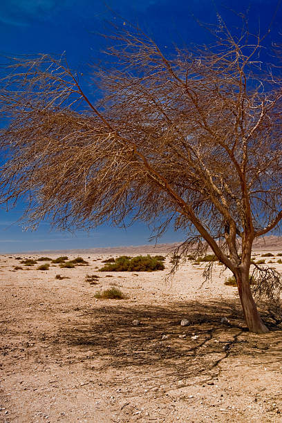 Lonely tree in Sinai desert , Egypt  egypt horizon over land sun shadow stock pictures, royalty-free photos & images