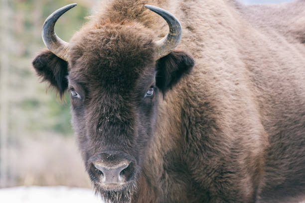 istock Aurochs (european bison) in wild nature 920995936