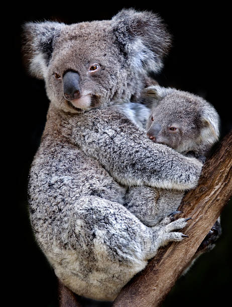 koala - stuffed animal toy koala australia foto e immagini stock