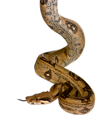 Stock photo showing orange house wall being scaled by a large Indian python (Python molurus) which is also know as the Asian rock python, black-tailed python or Indian rock python.